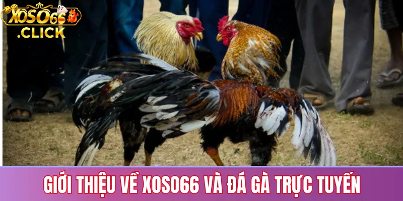 Đá gà Xoso66: Trận đấu trực tiếp, cược hấp dẫn 24/7 2 Giới thiệu đá gà trực tuyến tại Xoso66 với hệ thống xem live và đặt cược 24/7